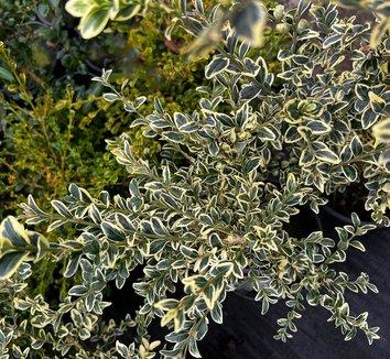 Buxus Sempervirens 'variegata' - View 23 from www redcrocus com