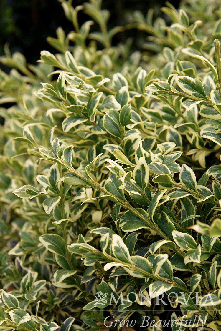 Buxus Sempervirens 'variegata' - View 24 from www redcrocus com