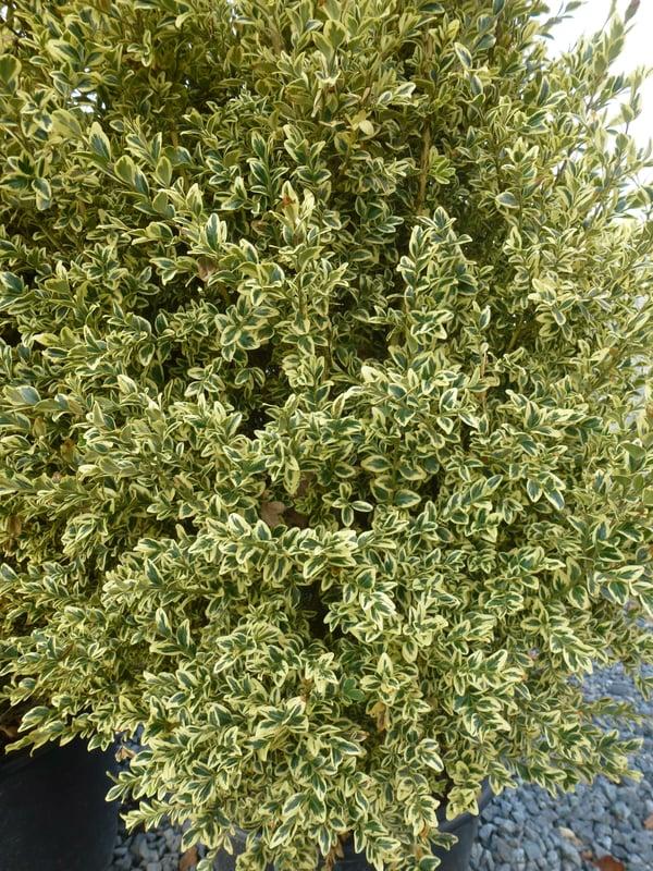 Buxus Sempervirens 'variegata' - View 25 from www redcrocus com