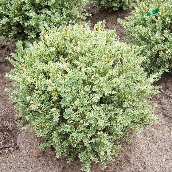 Buxus Sempervirens 'variegata' - View 35 from www redcrocus com