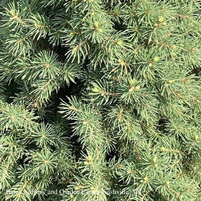Picea Glauca Conica Spiral - View 16 from www redcrocus com