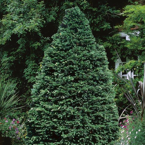 Taxus Cuspidata Capitata - View 13 from www redcrocus com