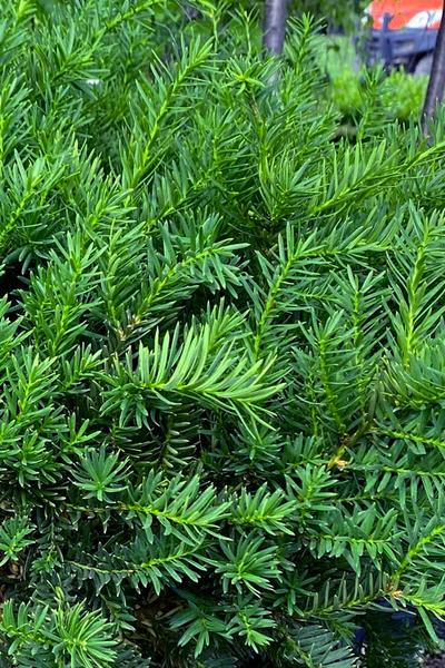 Taxus Cuspidata Capitata - View 5 from www redcrocus com
