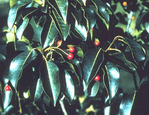 Ilex Pedunculosa Female - View 9 from www redcrocus com