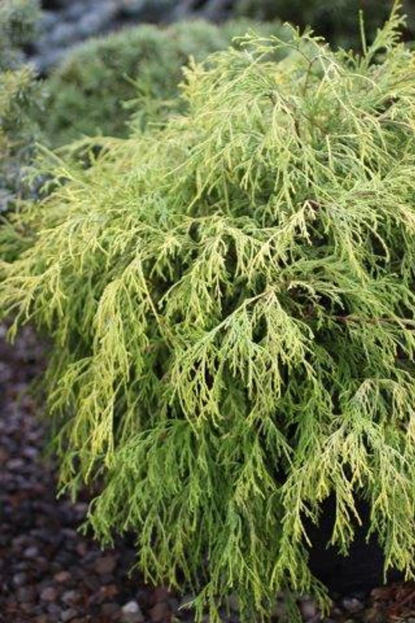 Chamaecyparis Pisifera Golden Mop - View 11 from www redcrocus com