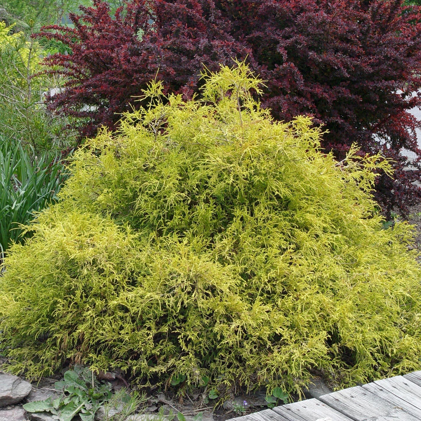 Chamaecyparis Pisifera Golden Mop - View 16 from www redcrocus com