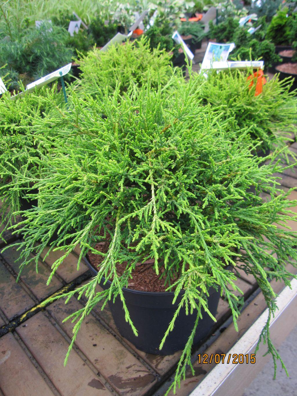 Chamaecyparis Pisifera Golden Mop - View 17 from www redcrocus com