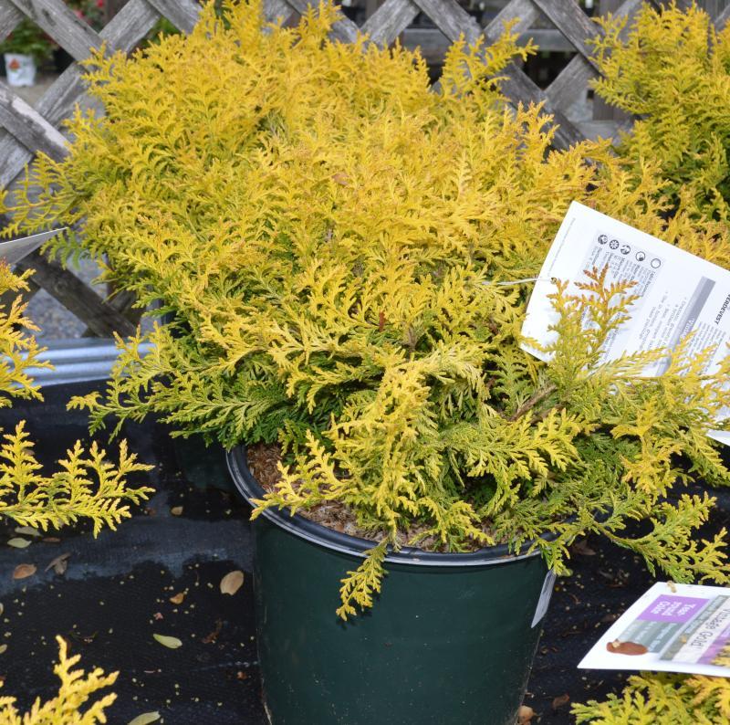 Chamaecyparis Pisifera Golden Mop - View 18 from www redcrocus com