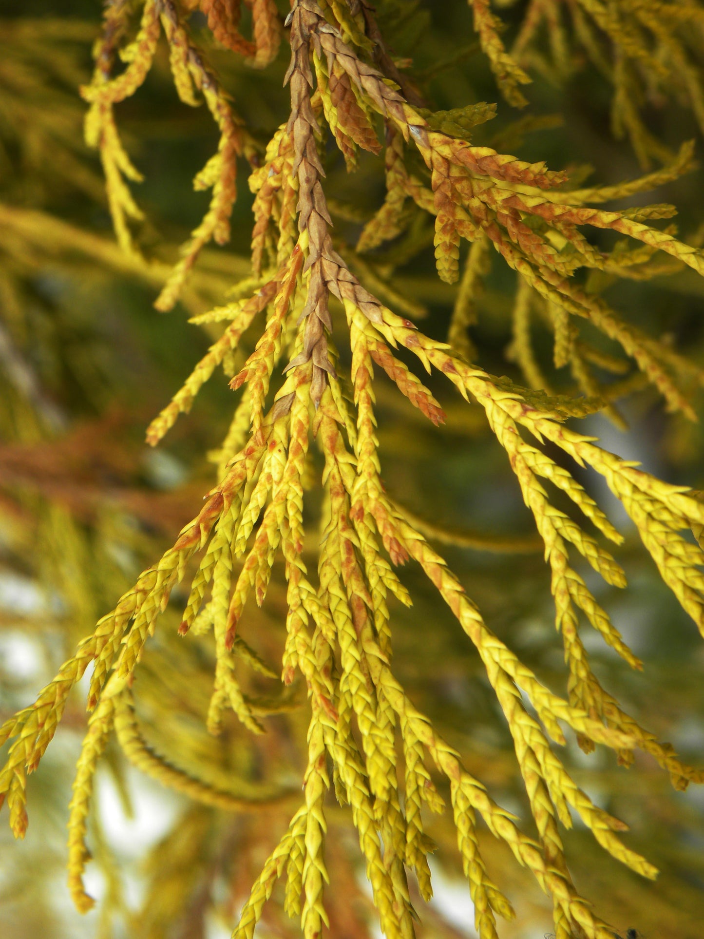 Chamaecyparis Pisifera Golden Mop - View 5 from www redcrocus com