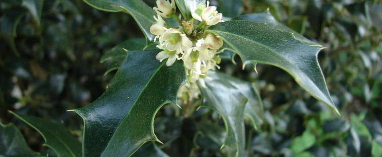 Ilex Aquipernyi Dragon Lady - View 14 from www redcrocus com