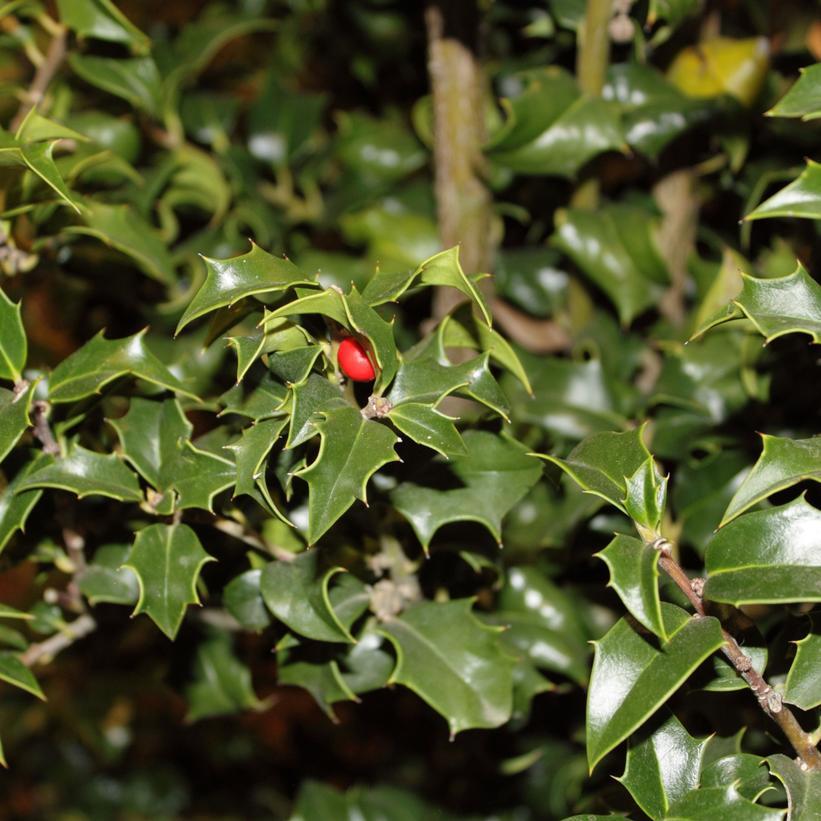 Ilex Aquipernyi Dragon Lady - View 2 from www redcrocus com