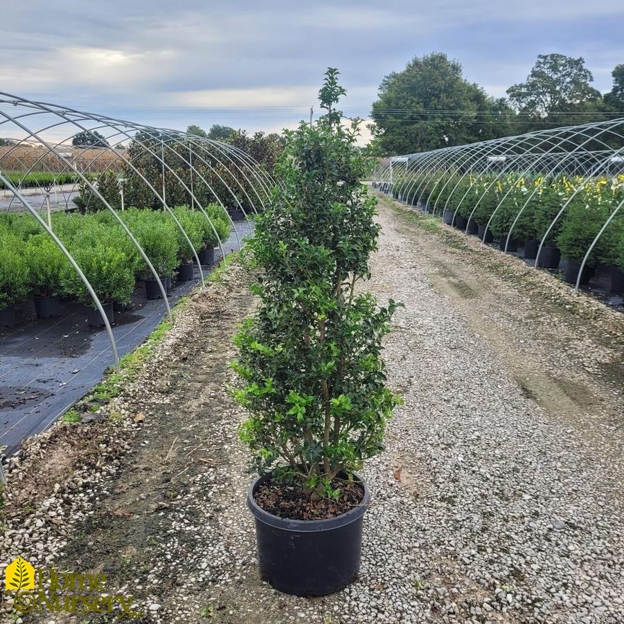 Ilex Aquipernyi Dragon Lady - View 8 from www redcrocus com