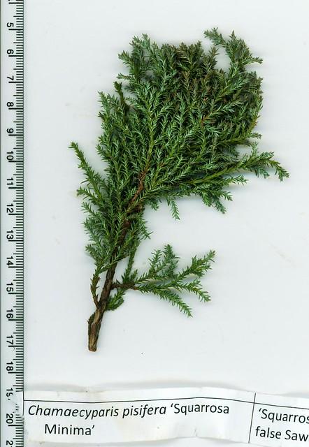 Chamaecyparis Pisifera Squarrosa Minima - View 9 from www redcrocus com