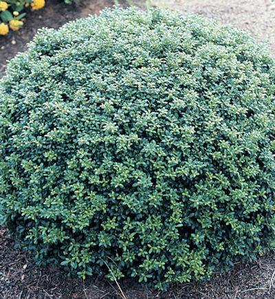 Ilex Crenata Soft Touch - View 10 from www redcrocus com