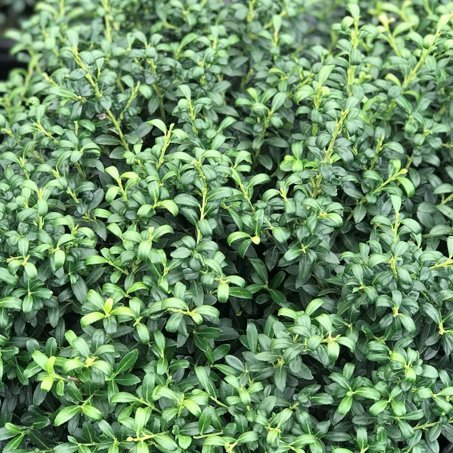 Ilex Crenata Soft Touch - View 19 from www redcrocus com