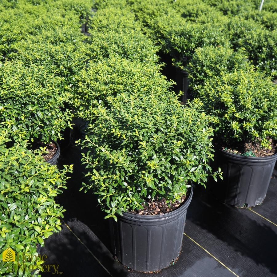 Ilex Crenata Soft Touch - View 3 from www redcrocus com