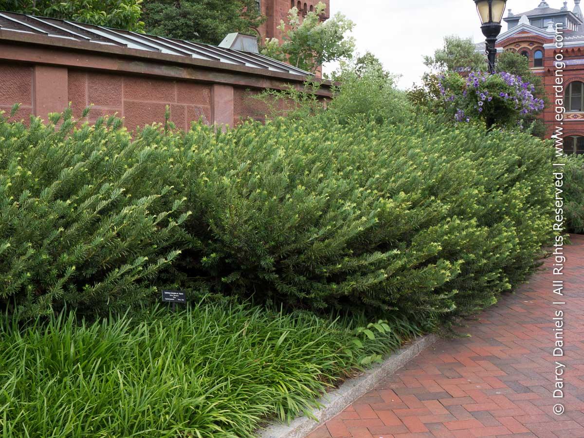 Cephalotaxus Harringtonia Duke Gardens - View 11 from www redcrocus com