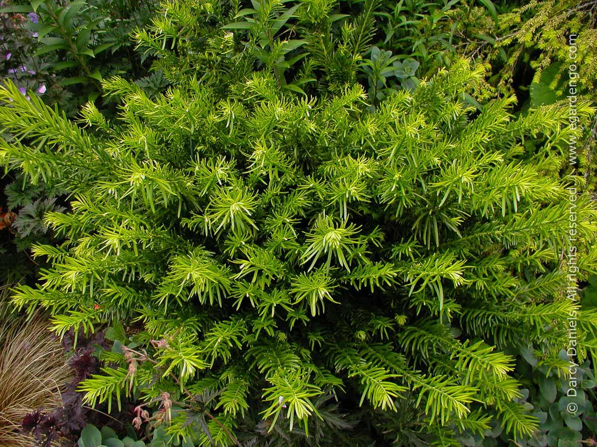 Cephalotaxus Harringtonia Duke Gardens - View 4 from www redcrocus com