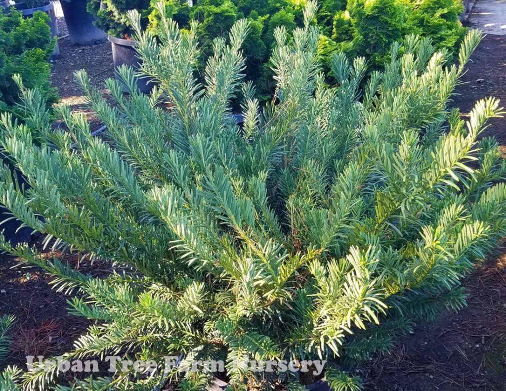 Cephalotaxus Harringtonia Duke Gardens - View 5 from www redcrocus com