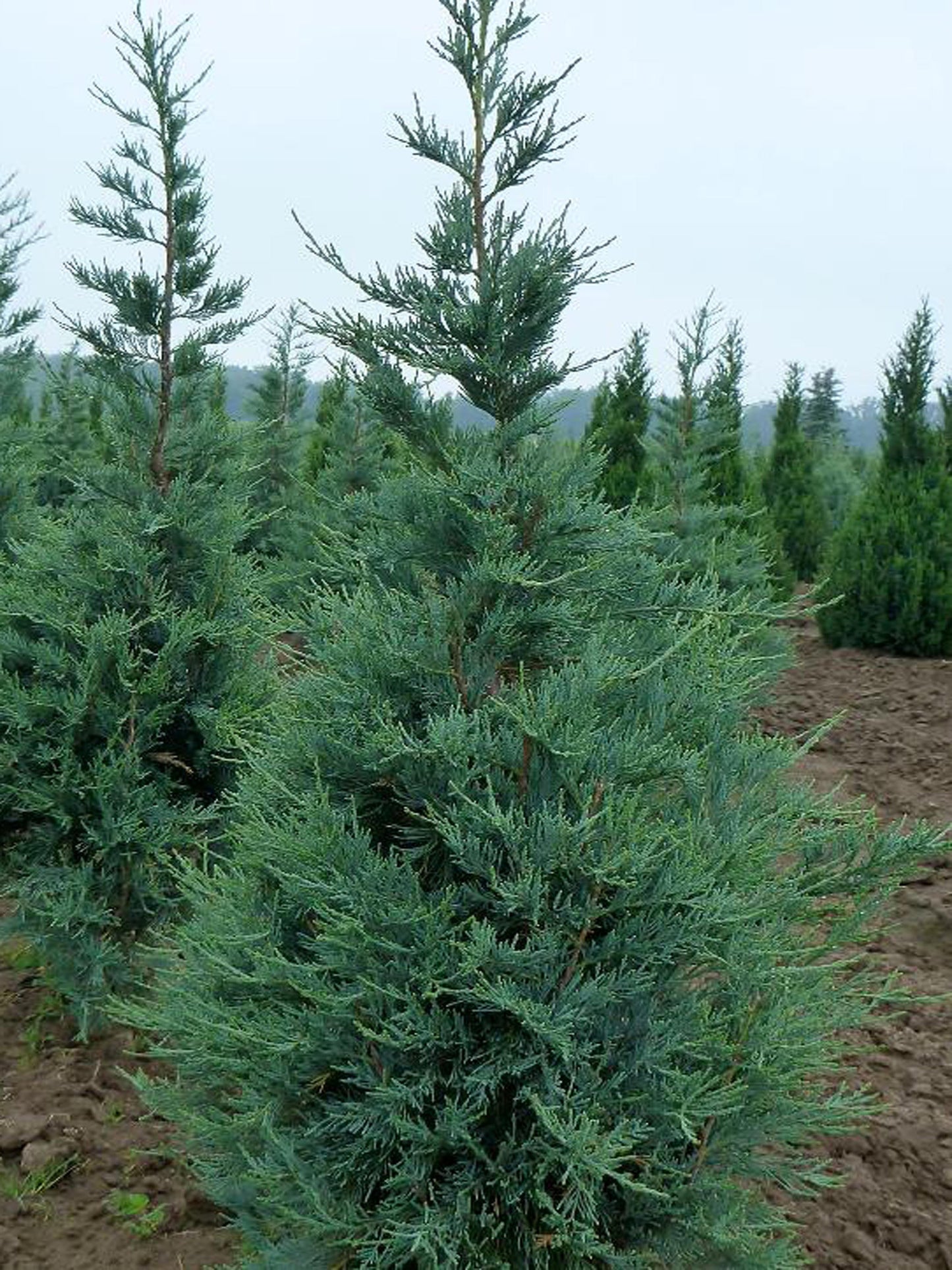 Juniperus Scopulorum Blue Arrow - View 10 from www redcrocus com