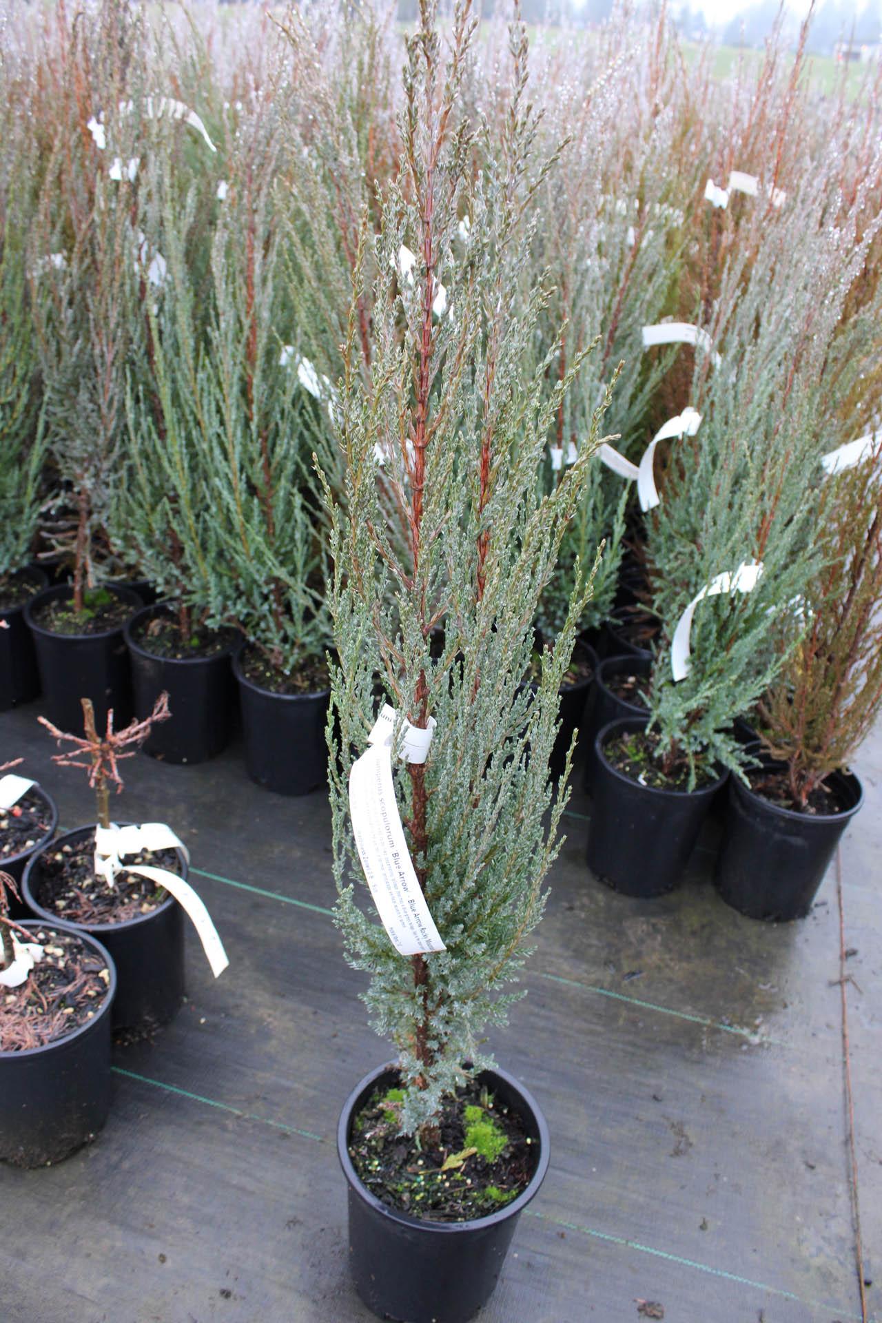 Juniperus Scopulorum Blue Arrow - View 11 from www redcrocus com