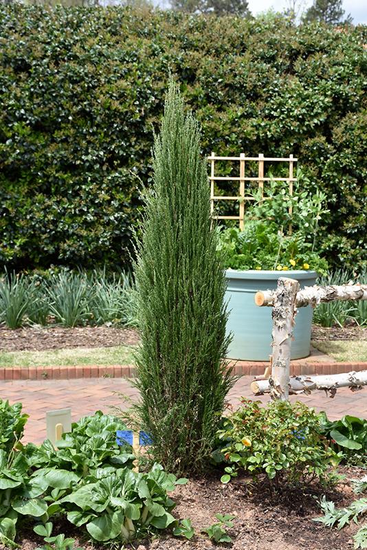 Juniperus Scopulorum Blue Arrow - View 14 from www redcrocus com