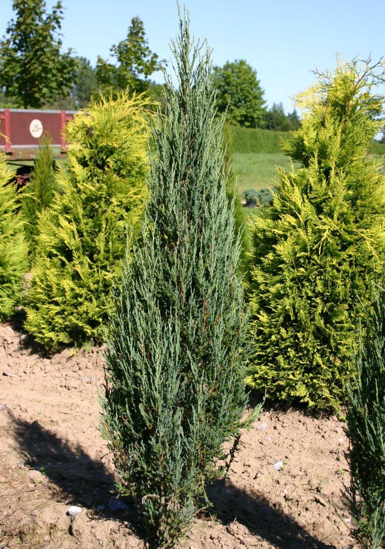 Juniperus Scopulorum Blue Arrow - View 16 from www redcrocus com