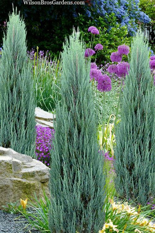 Juniperus Scopulorum Blue Arrow - View 2 from www redcrocus com