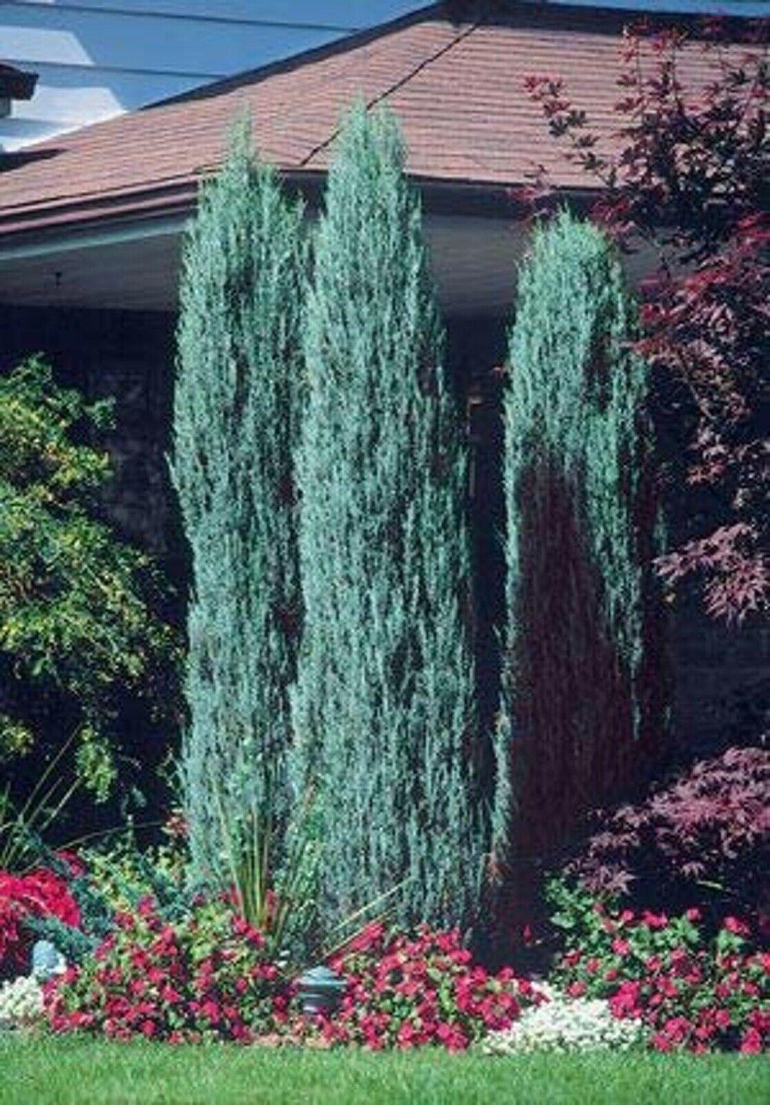 Juniperus Scopulorum Blue Arrow - View 4 from www redcrocus com