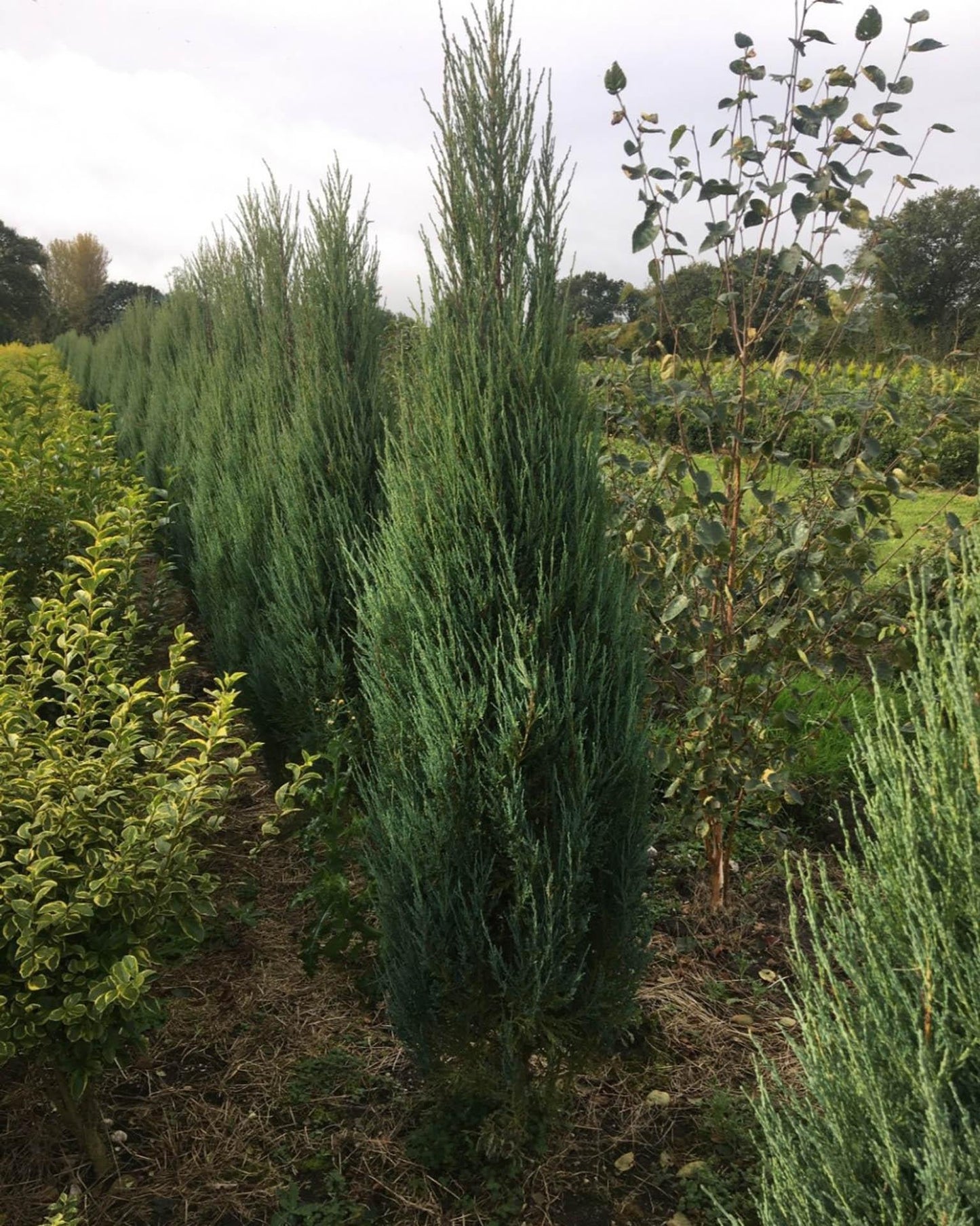 Juniperus Scopulorum Blue Arrow - View 8 from www redcrocus com