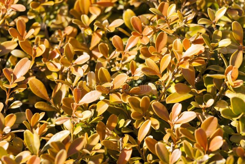 Buxus Microphylla Wintergreen - View 17 from www redcrocus com