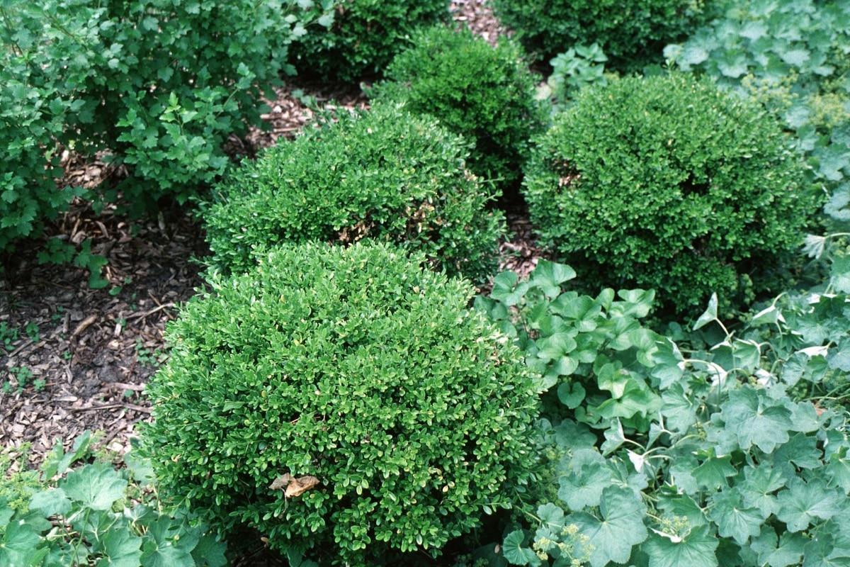 Buxus Microphylla Wintergreen - View 18 from www redcrocus com