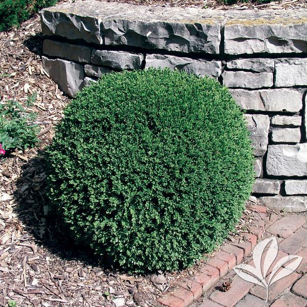 Buxus Microphylla Wintergreen - View 2 from www redcrocus com