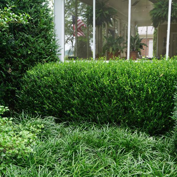 Buxus Microphylla Wintergreen - View 3 from www redcrocus com