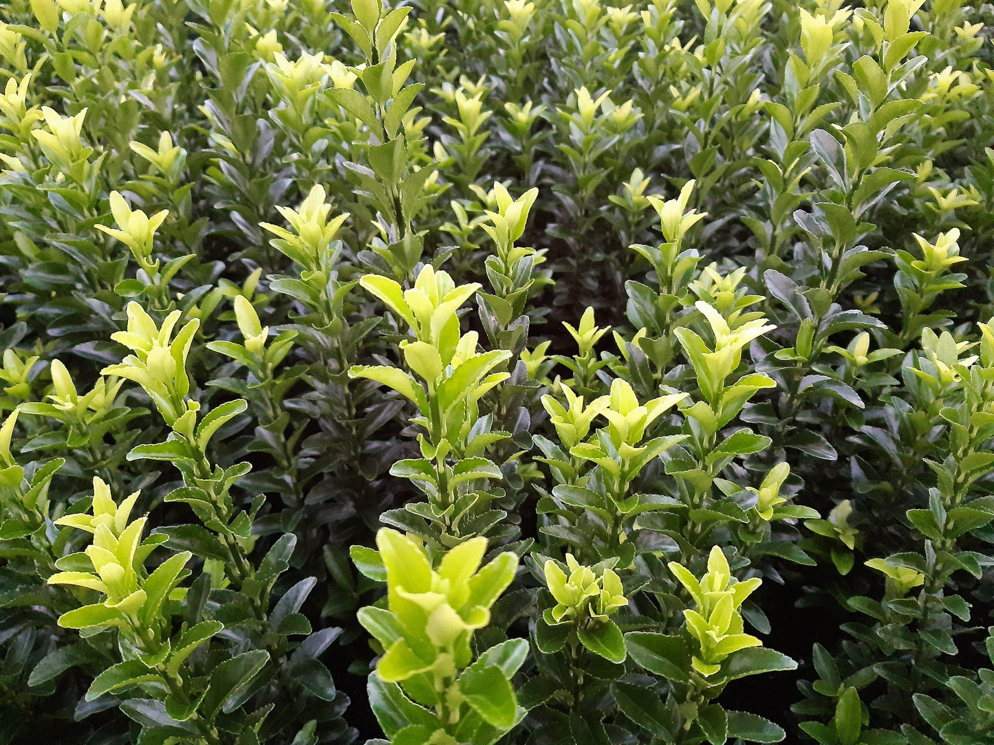 Euonymus Japonicus Green Spire - View 10 from www redcrocus com