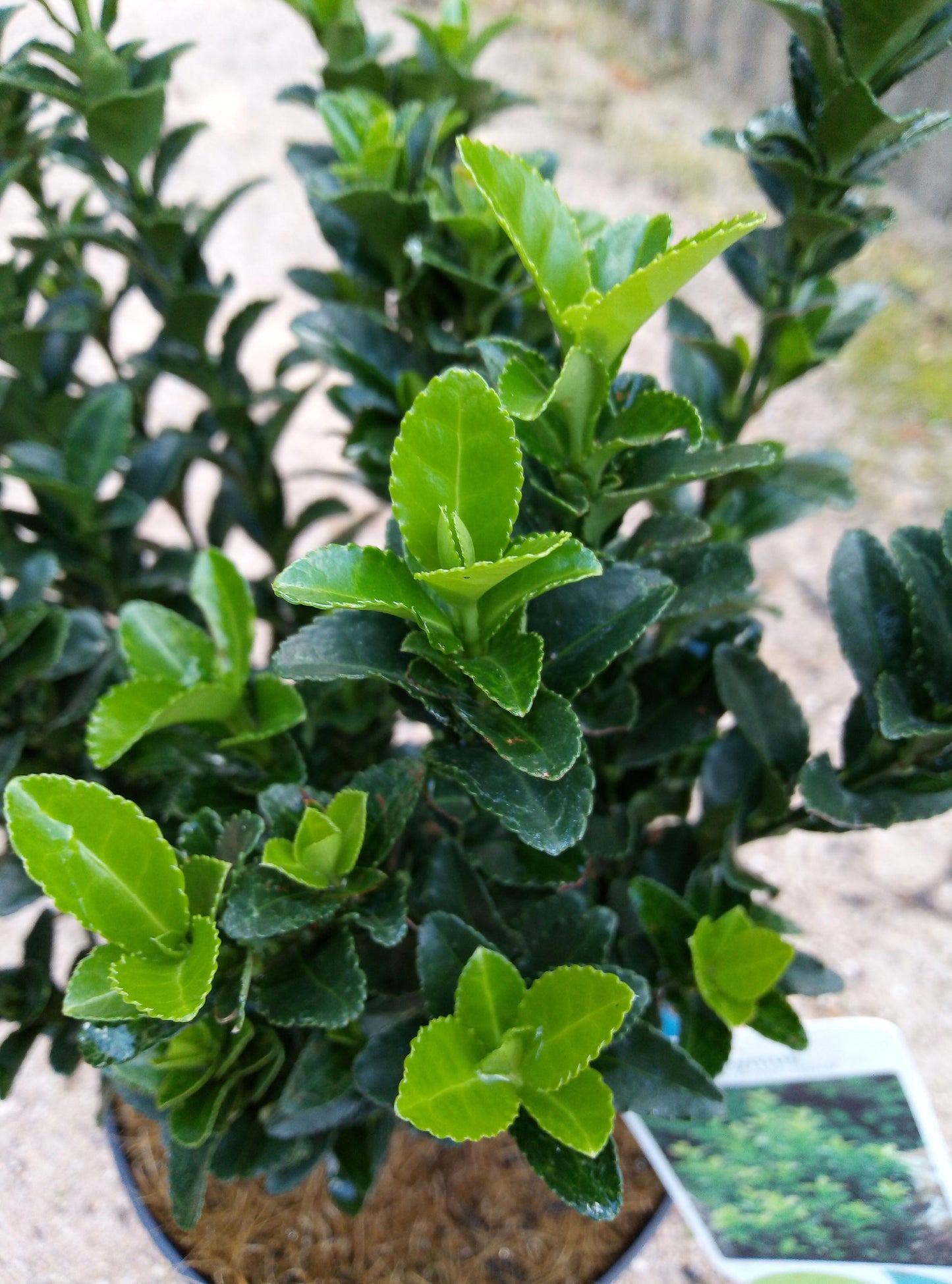 Euonymus Japonicus Green Spire - View 13 from www redcrocus com