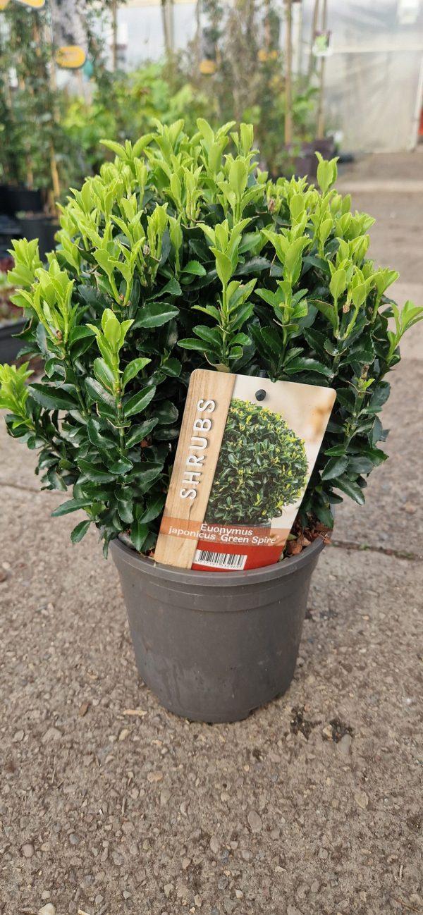 Euonymus Japonicus Green Spire - View 14 from www redcrocus com