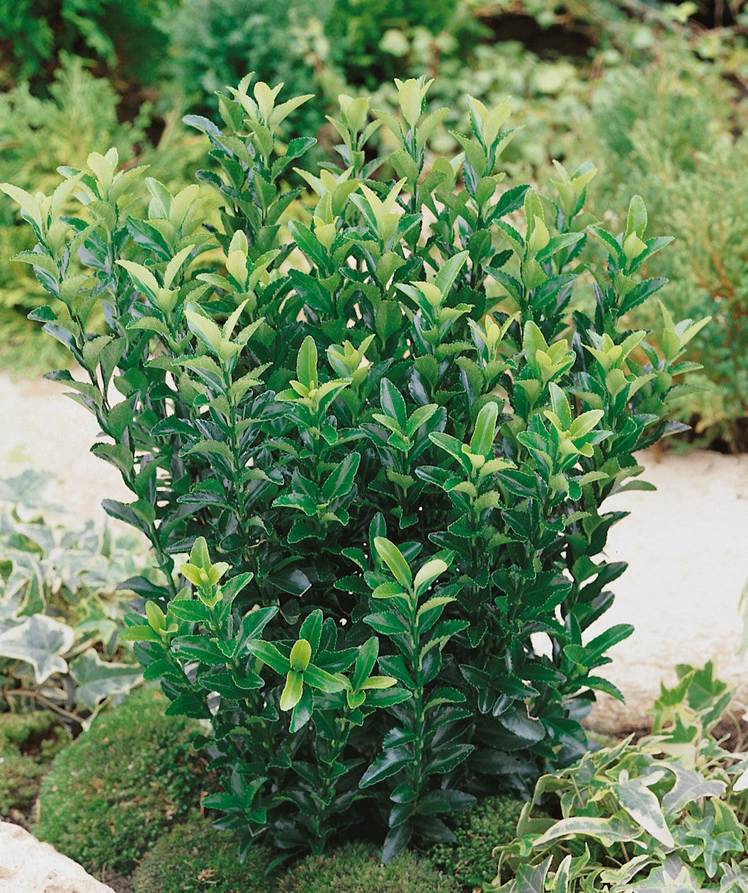 Euonymus Japonicus Green Spire - View 15 from www redcrocus com