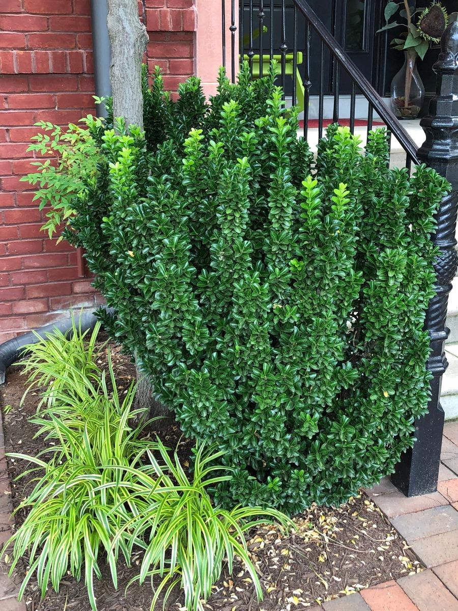 Euonymus Japonicus Green Spire - View 17 from www redcrocus com