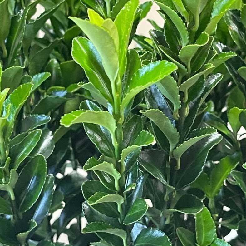 Euonymus Japonicus Green Spire - View 20 from www redcrocus com