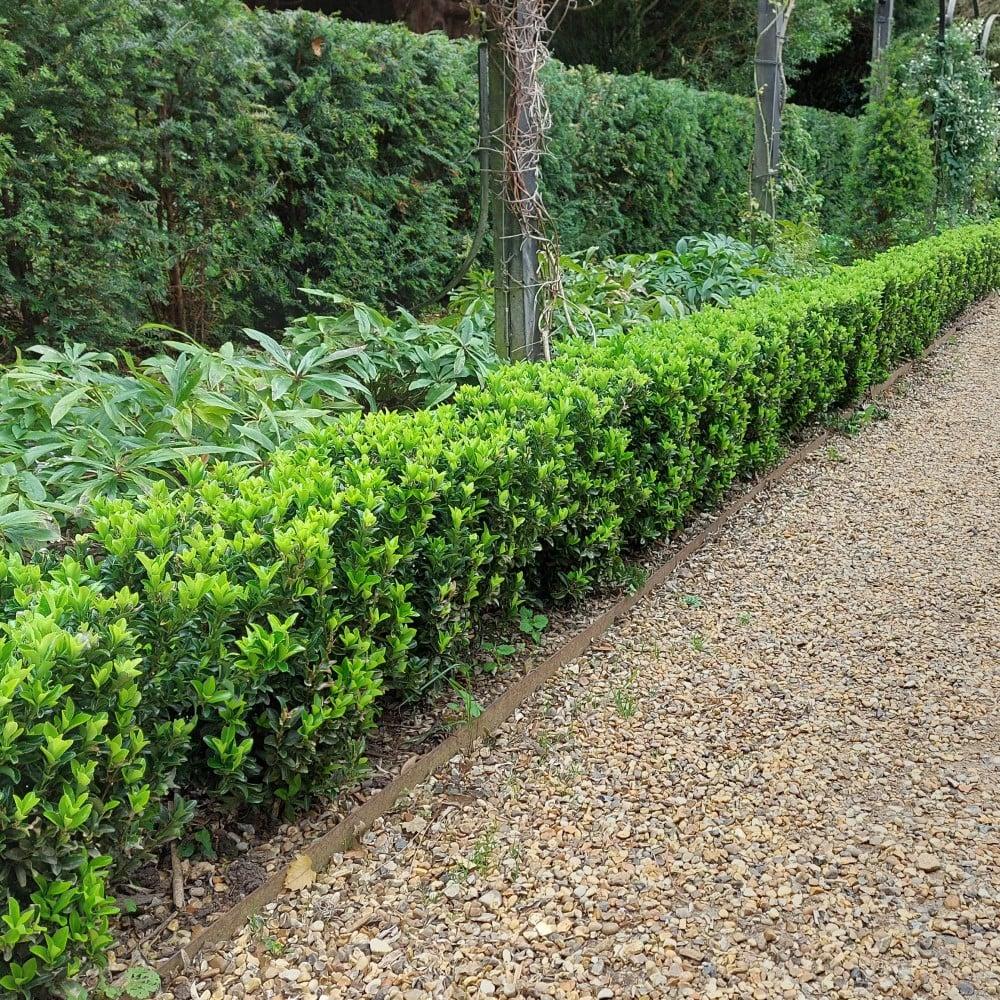 Euonymus Japonicus Green Spire - View 3 from www redcrocus com