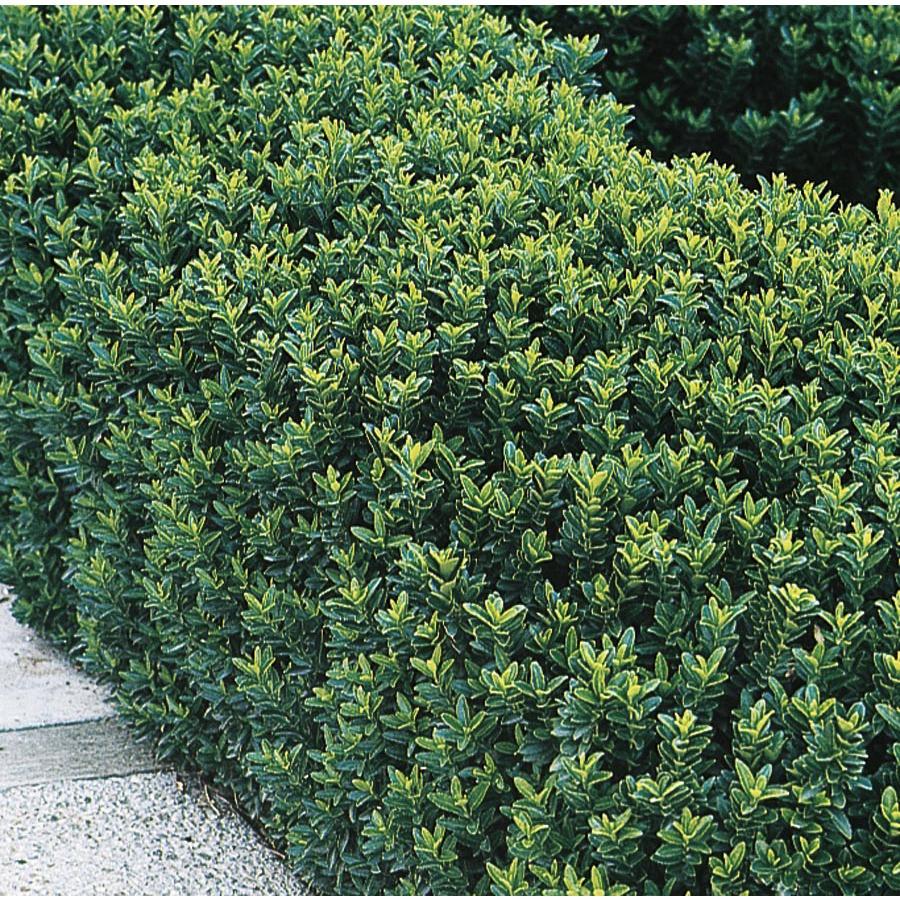 Euonymus Japonicus Green Spire - View 4 from www redcrocus com