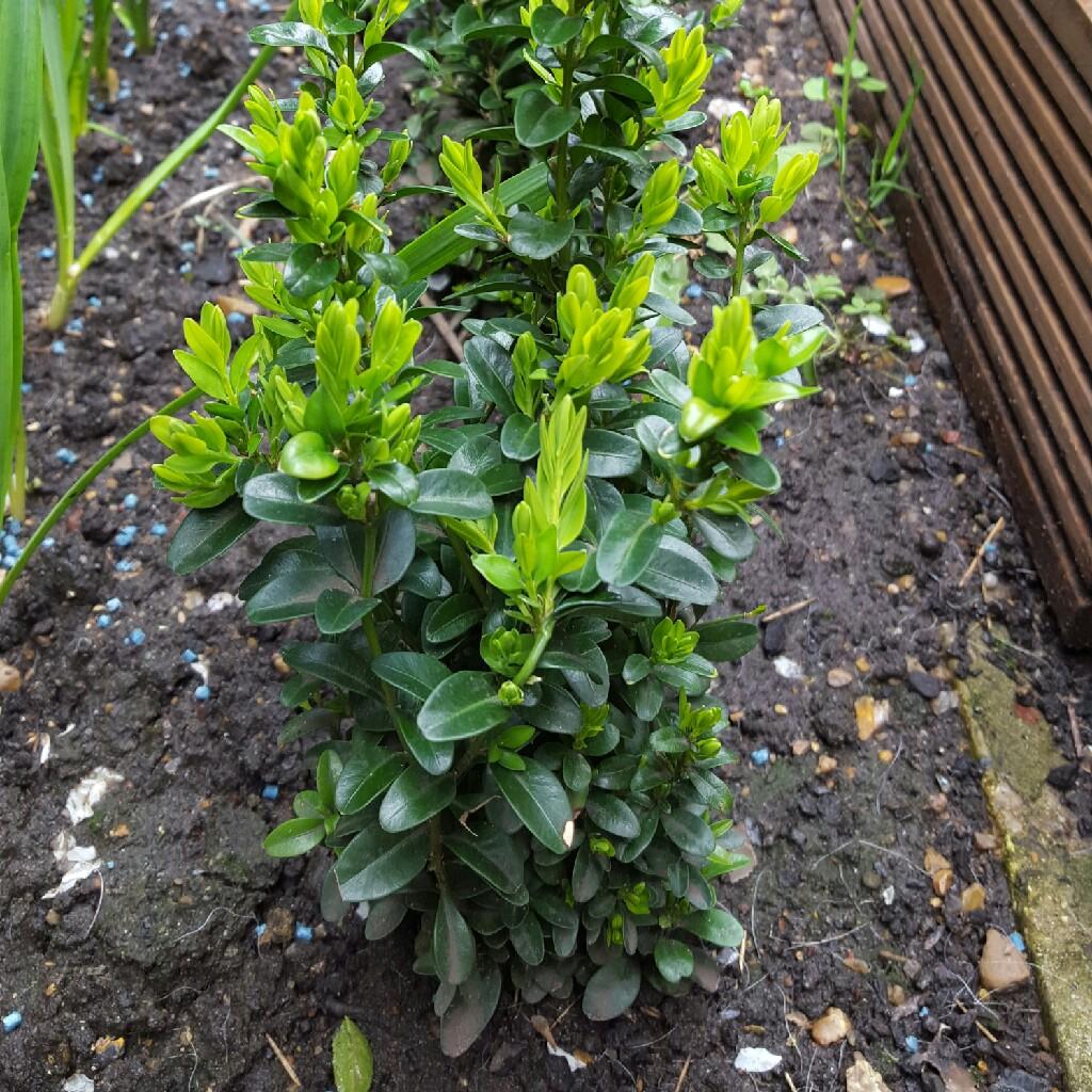 Euonymus Japonicus Green Spire - View 5 from www redcrocus com