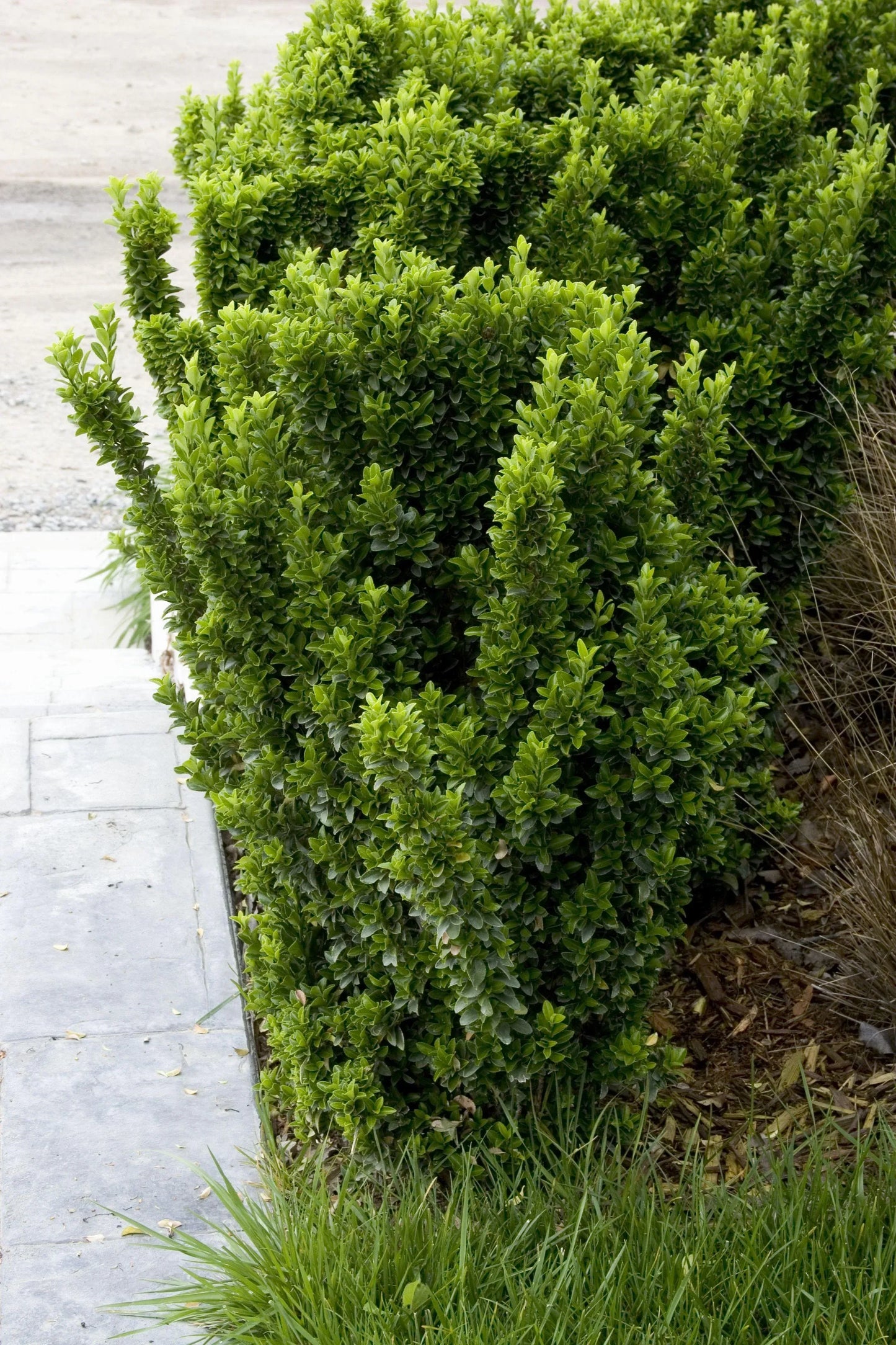 Euonymus Japonicus Green Spire - View 6 from www redcrocus com