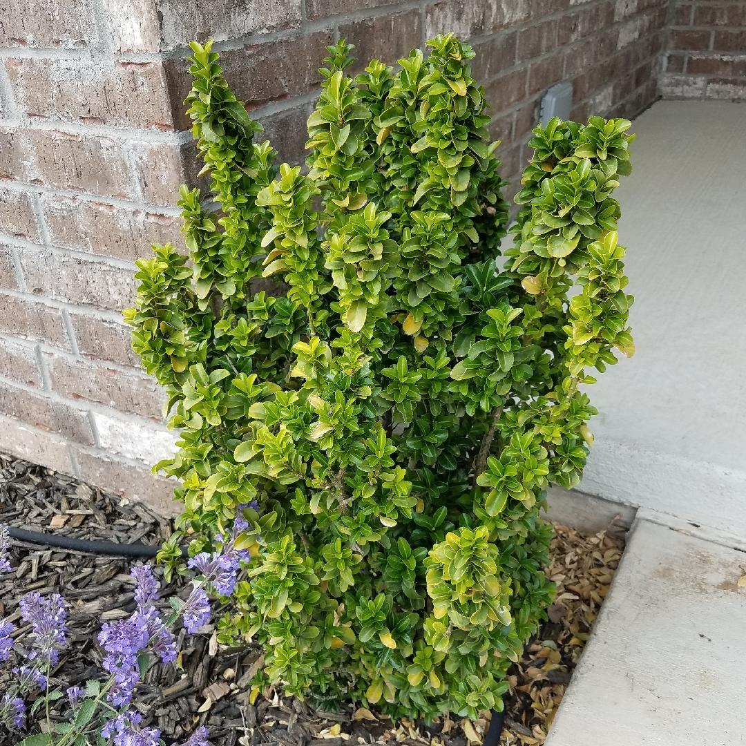 Euonymus Japonicus Green Spire - View 6 from www redcrocus com