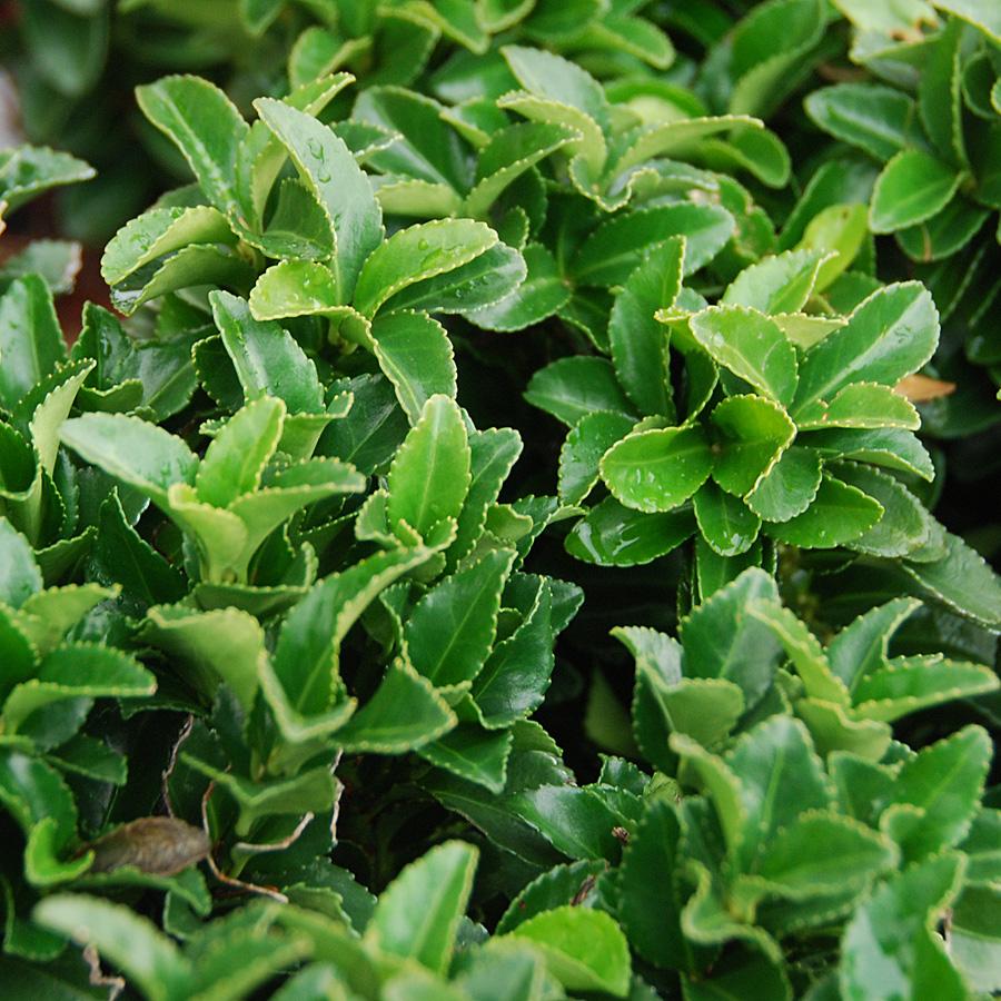 Euonymus Japonicus Green Spire - View 8 from www redcrocus com