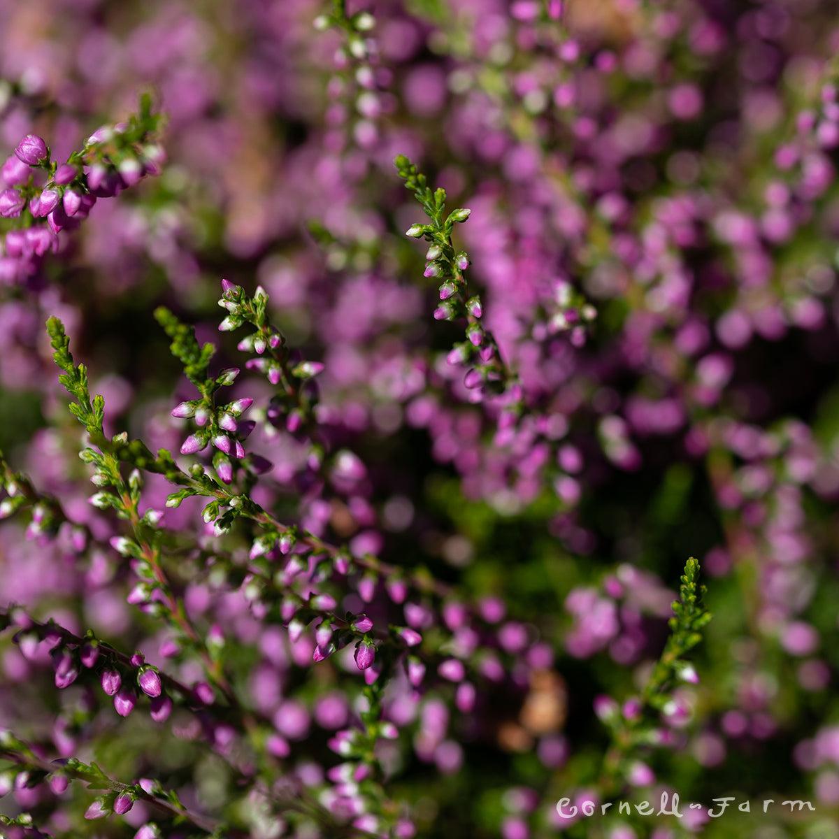 Calluna Vulgaris 'tib' - View 18 from www redcrocus com