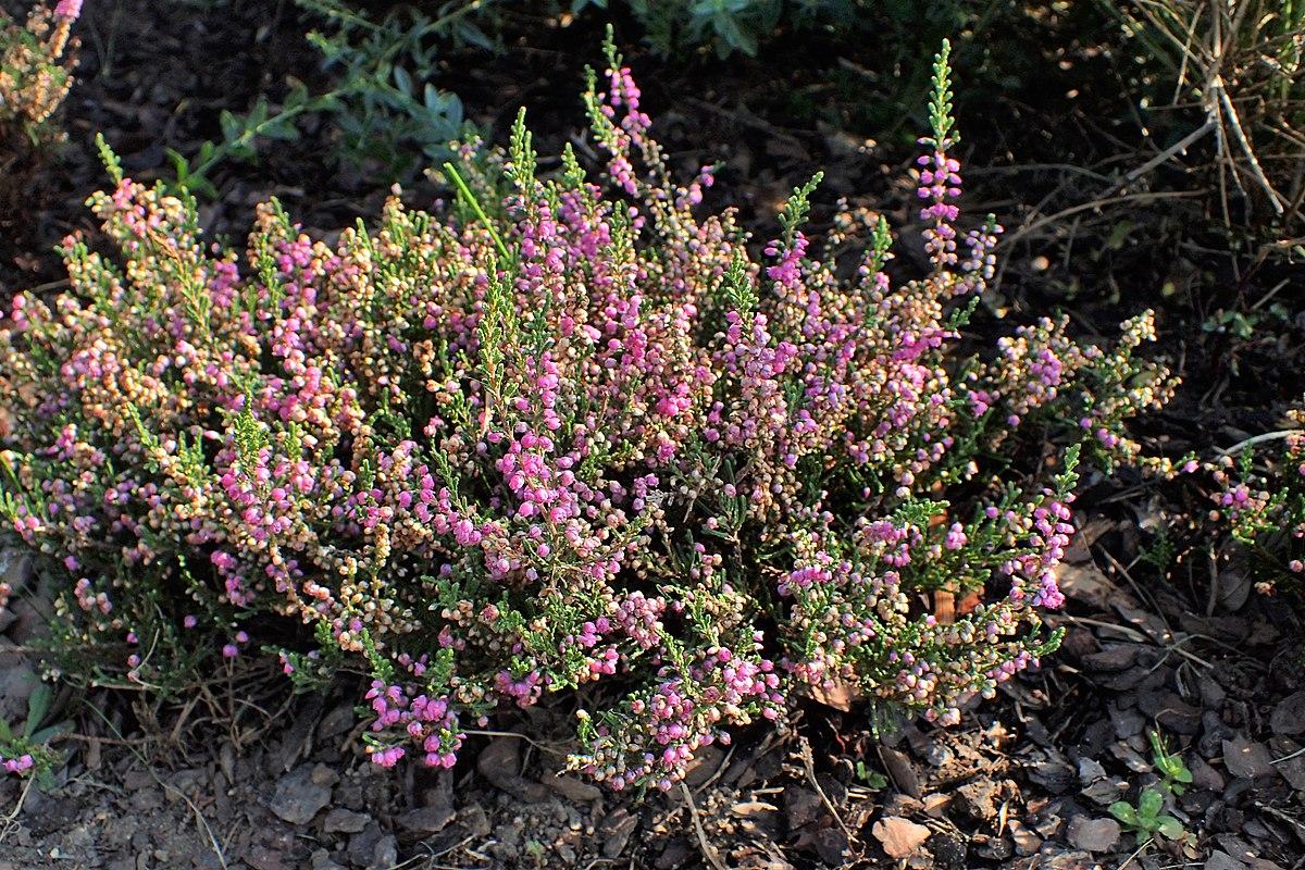 Calluna Vulgaris 'tib' - View 20 from www redcrocus com