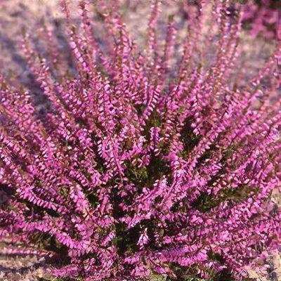 Calluna Vulgaris 'tib' - View 21 from www redcrocus com