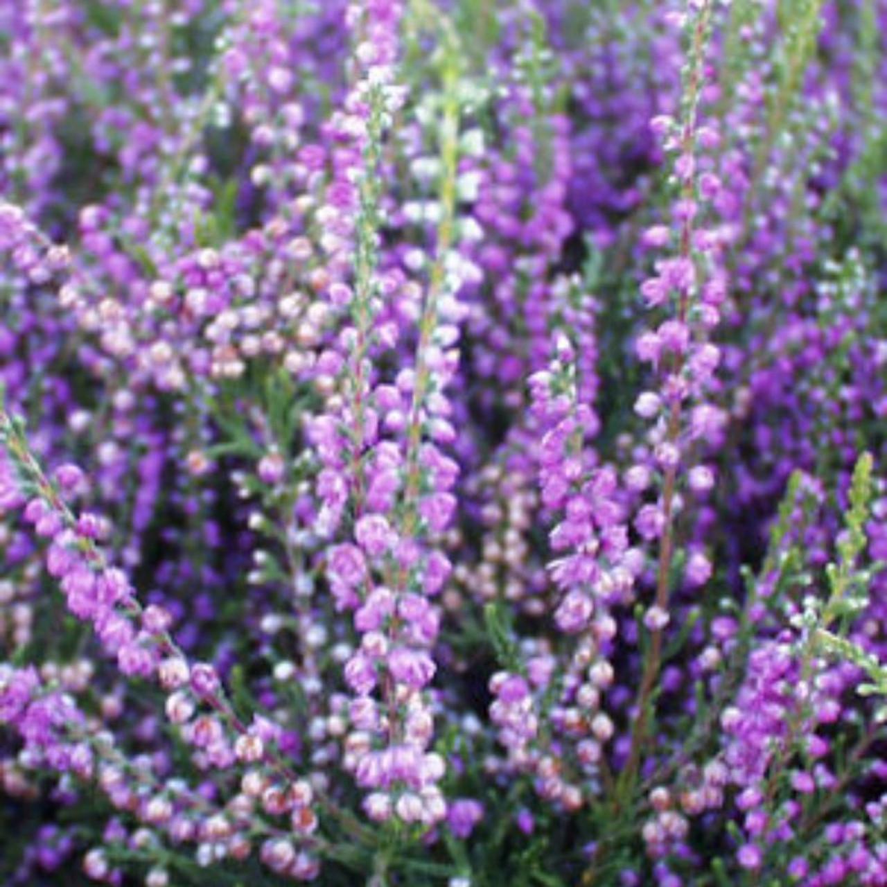 Calluna Vulgaris 'tib' - View 31 from www redcrocus com